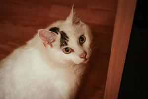 White cat sitting and looking up into the camera from light brown wooden floor in a room indoors photo