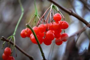 Un montón de bayas de viburnum rojas brillantes en un arbusto otoñal borroso con fondo de hojas marrones con manchas visibles en el cielo azul foto