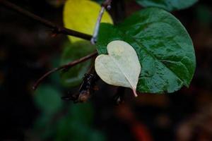 White tiny heart shaped fallen leaf lying on bigger green leaf in autumn season on dark background photo