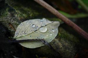 One green fallen leaf with rain drops on back side lying on dark ground photo