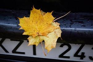 Two crossed yellow maple tree leaves on wet back side of black car near a number plate during an autumn season photo