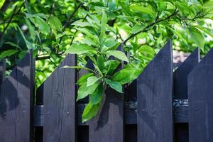 Green tree leaves over dark grey plunk fence on sunny day in garden photo
