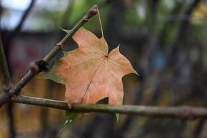 Pink autumn maple leaf hanging on empty branch autumnal background photo