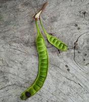 two stalks of green petai fruit on a wooden background are good to use for a mix of cobek sauce photo