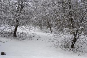 árboles en la nieve en una colina en un parque en invierno foto