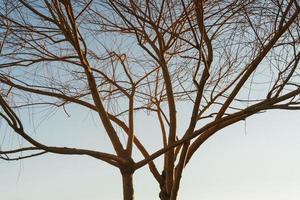 ramas sin hojas de un árbol elegante contra el fondo de un cielo azul al atardecer. foto
