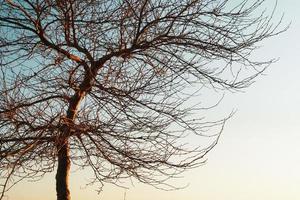 un árbol sin hojas sobre un fondo de cielo azul al atardecer. foto