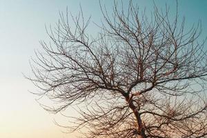 ramas sin hojas de un árbol elegante contra el fondo de un cielo azul al atardecer. foto