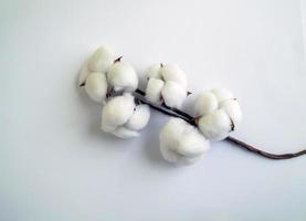 algodón sobre un fondo blanco. foto