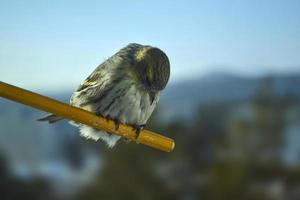 foto de pájaro siskin.