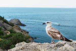 una gaviota se sienta en una roca contra el mar azul. foto