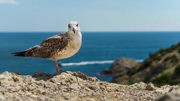 A Seagull sits on a rock against the blue sea. photo