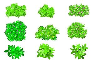 flower bush vector