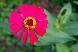 portrait of zinnia flowers blooming beautifully in the garden photo