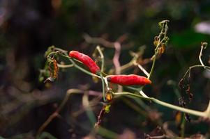 Dried chilies are attacked by pests on the tree photo