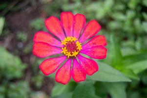 portrait of zinnia flowers blooming beautifully in the garden photo