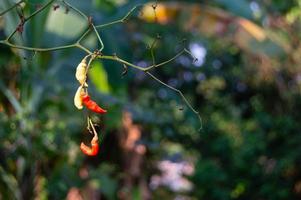 Dried chilies are attacked by pests on the tree photo