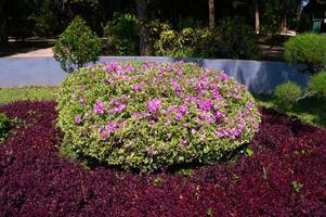 Paper flowers or bougainvillea that bloom and grow in Suroboyo garden photo