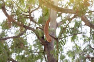 Tamarind on tree with sunlight on nature background. photo