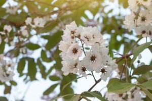 White flower of Bungor or Lagerstroemia calyculata Kurz on tree with sunlight on blur nature  background. photo