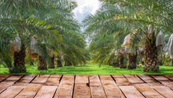 hermoso piso de madera y dátiles barhi borrosos fondo natural del jardín de palmeras, fondo de escaparate de productos agrícolas, jardín de palmeras dátiles barhi y concepto de comida saludable foto