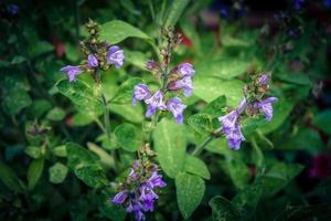 flor de salvia púrpura y hojas a la luz del sol foto