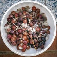 el hongo crece en uvas moradas en contenedores. foto