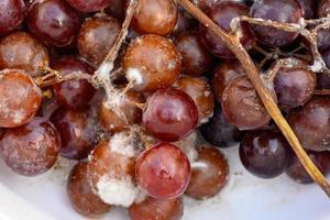 el hongo crece en uvas moradas en contenedores. foto