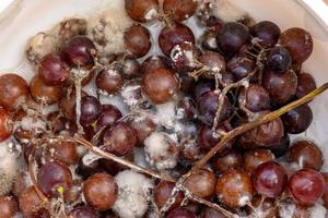 Fungus grows on purple grapes in containers. photo
