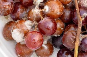 Fungus grows on purple grapes in containers. photo