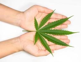 hojas de cannabis en ambas manos foto