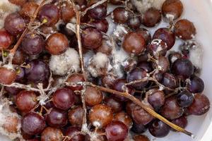 Fungus grows on purple grapes in containers. photo