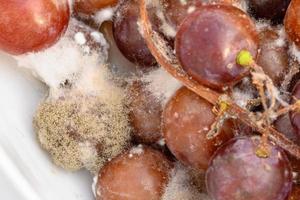 el hongo crece en uvas moradas en contenedores. foto