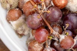 Fungus grows on purple grapes in containers. photo