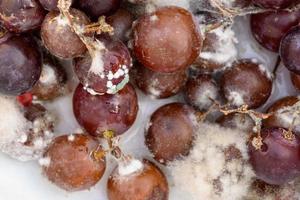 el hongo crece en uvas moradas en contenedores. foto