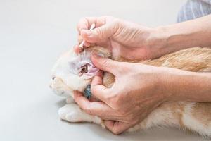 Close up cat's earwax on cotton swabs cleaned by a woman after Bathe American shorthair cat heath care photo