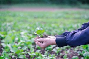 A farmer woman is carrying a vegetable on the hand prepare for move, home organic farm and vegetable concept on nature green vegetable, copy space for text and design photo