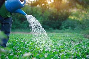 A farmer women is watering the garden and vegetable by watering pot with sunset hour, home organic agriculture garden and flesh food concept on nature green, copy space for text and design photo