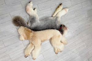 Two big poodle sleep together. Front view. dog breed big poodle at home photo