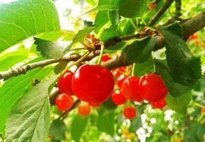 red cherries on a tree branch photo