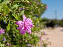 Bright violet flower on a branch on a city street photo