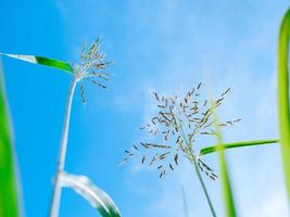 young green grass against the blue sky, view from below. photo of meadow plants