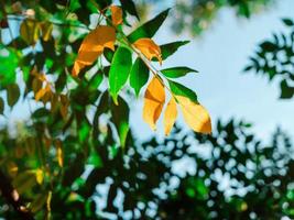 hojas amarillas en una rama en un fondo de follaje verde foto