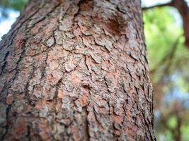 photo of bark on a pine trunk taken from below