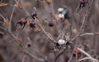 Close up photo of a gray autumn rosehip bush without foliage and withering berries with soft focus