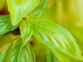 Close up photo of a green basil leaves