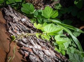 Closeup photo of green leaves and plants among tree bark on a ground