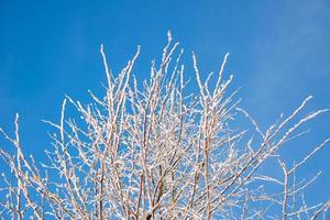 Frozen tree branches covered with snow on a clear blue sky background photo