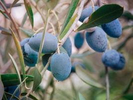 Close up photo of a black ripening olives on a branch