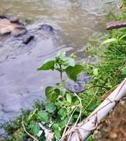 wild plants near fresh river. Beautiful flowers grow wild near the river. photo